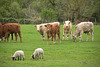 Russborough House 2013 – Russborough cows