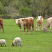Russborough House 2013 – Russborough cows