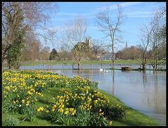 daffies by the flooded Cherwell