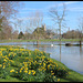 daffies by the flooded Cherwell