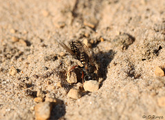 Common Spiny Digger Wasp with Prey 6