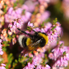 Bee on heather in flower