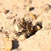 Common Spiny Digger Wasp with Prey 7