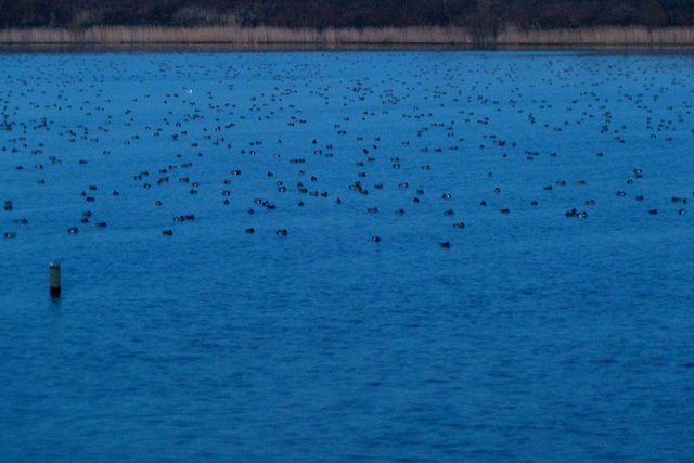 Lake full of birds