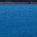 Lake full of birds