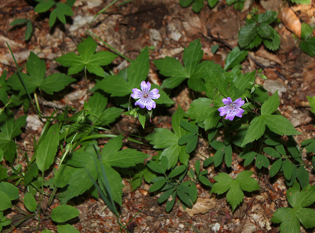 Geranium nodosum- Sous-bois de Hêtraie