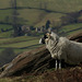 A Stanage Edge sheep