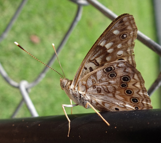 Southern Pearly Eye butterfly