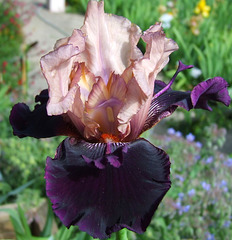 Iris velours
