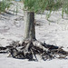 Tree Stump on the Beach in Fire Island, June 2007