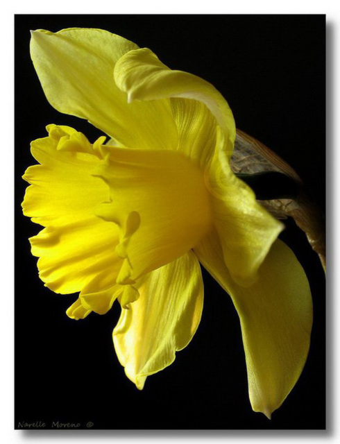 Daffodil Poise