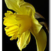 Daffodil Poise