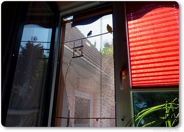 our birdie window ☼ (pip)