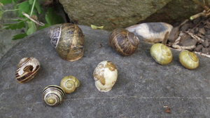 Hollow snail shells