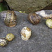 Hollow snail shells