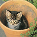 Little kitty sitting in a hollow pot