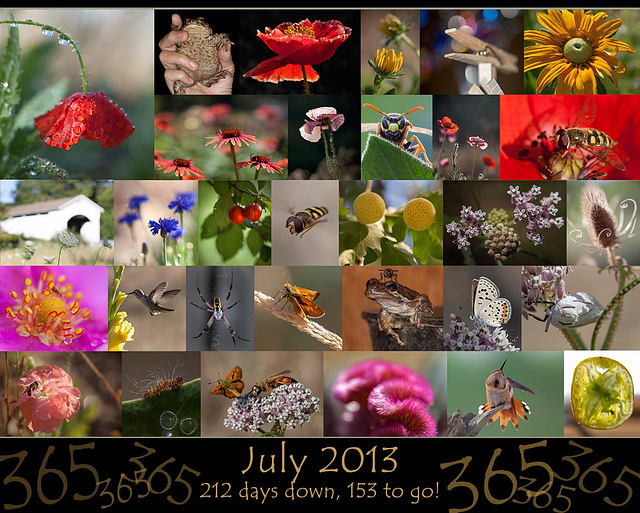 365 Project: July Collage