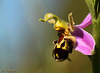 Bee Orchid Side On