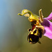 Bee Orchid Side On