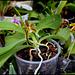 Phalaenopsis cornu-cervi (7)