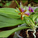 Phalaenopsis cornu-cervi (8)
