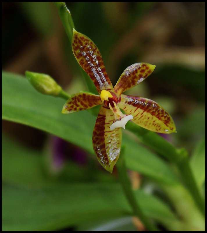 Phalaenopsis cornu-cervi (5)