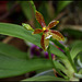 Phalaenopsis cornu-cervi (9)