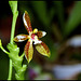 Phalaenopsis cornu-cervi (4)