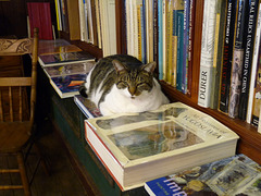 book cat