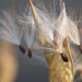 Milkweed Seeds, About To Fly Away!
