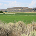 Irrigated farmland, Moses Coulee, Washington state, USA