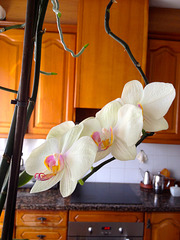 orquídea casolana 3