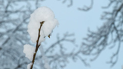 BELFORT: Chute de neige du 8 decembre 2012.05