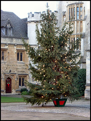 Magdalen Christmas Tree