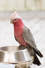 Galah portrait.   #1 of sequence