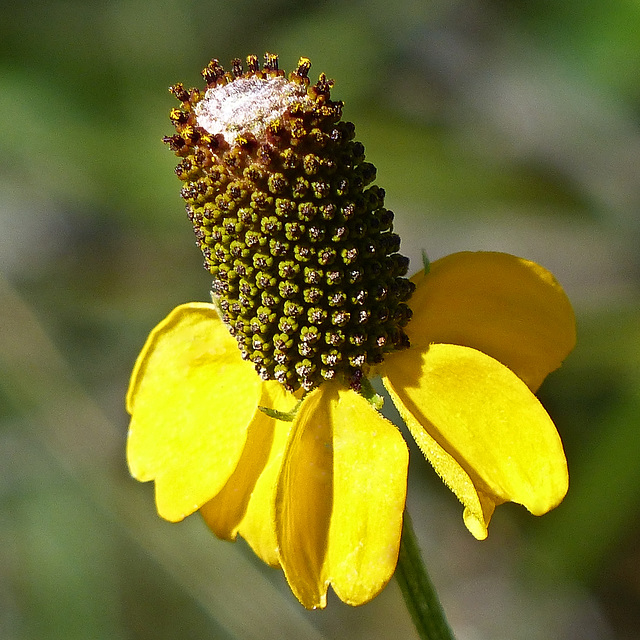 Prairie Coneflower