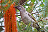Brush wattlebird feeding