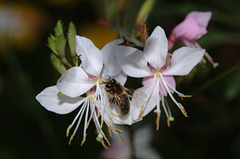 BESANCON: Une abeille ( Apis ).