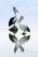 Pelican reflections