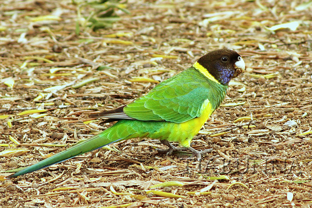 Port Lincoln Parrot (Ringnecked)