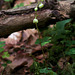 Pyrola chlorantha- Pyrole à fleurs verdâtres  (2)