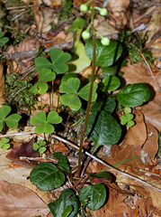 Pyrola chlorantha- Pyrole à fleurs verdâtres