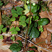 Pyrola chlorantha- Pyrole à fleurs verdâtres