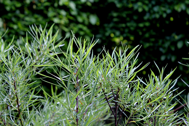 Le Jardin de l'ivresse - Jardin 10 (9) Le Jardin de l'ivresse - Jardin 10 (9)