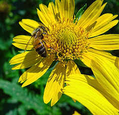 Honey Bee on Sunflower