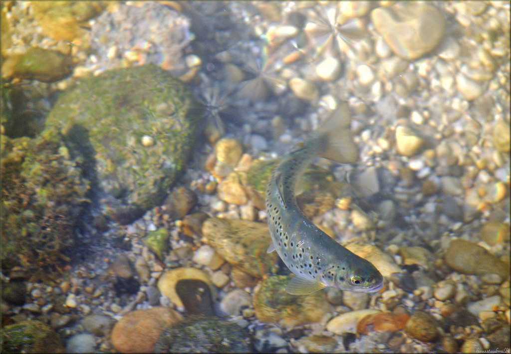 fish in the clear Steyr......