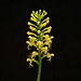 Platanthera pallida (Pale Fringed orchid)