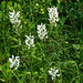 Platanthera blephariglottis (Northern White Fringed orchid)