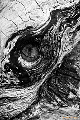 the eye of the cyclops/bw