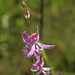 Calopogon pallidus (Pale Grass-Pink orchid)